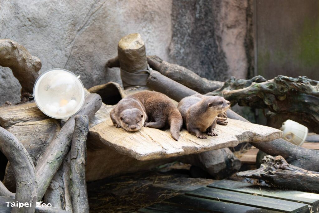 廢棄漂流木-打造臺北市立動物園生態友善設施