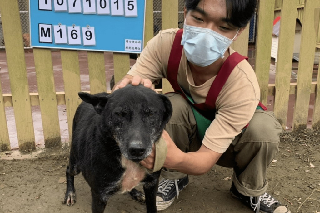 延長生命守護-新北市推出流浪動物長期照護與尊嚴善終