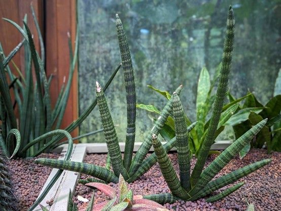 典藏植物園秋季必看-多肉虎尾蘭增添綠意