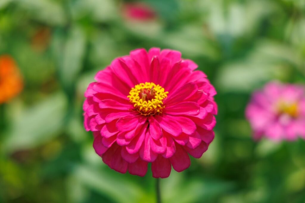 北市首波河濱花海登場-百日草花海進駐河雙21