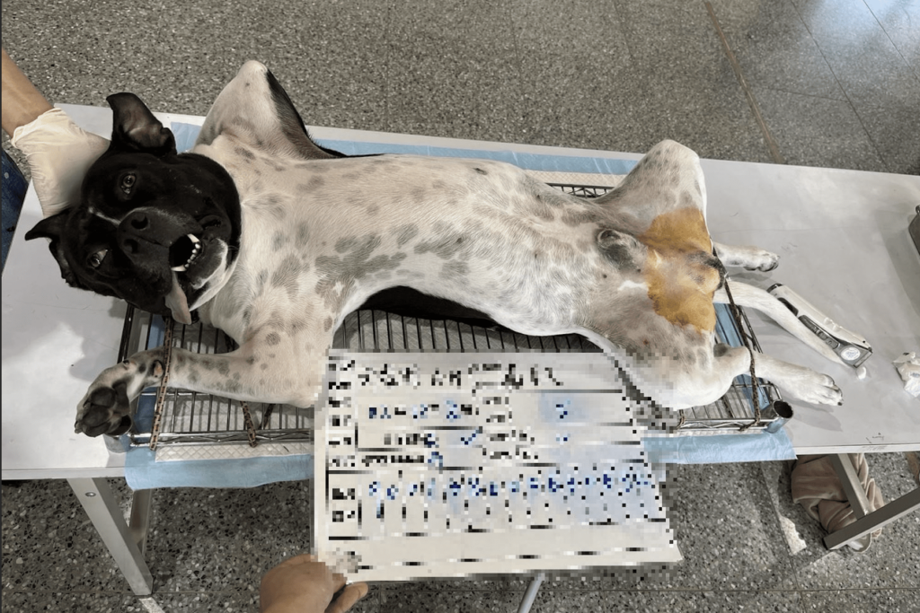 源頭管控遊蕩犬貓-新北開放社區借用絕育場地-讓動保更便民