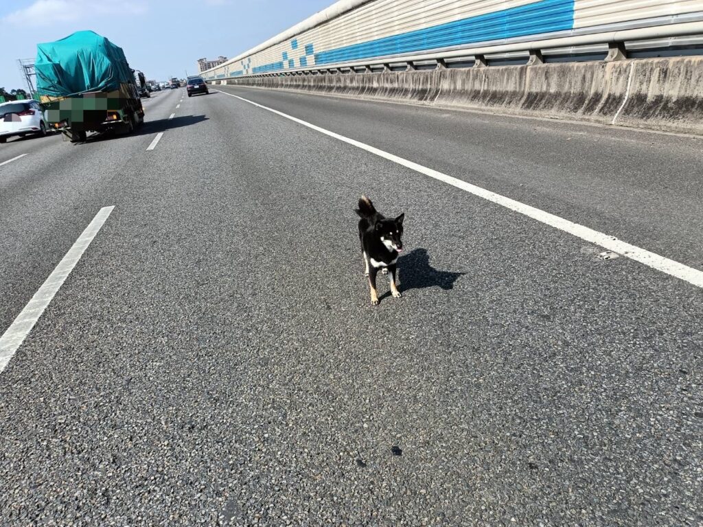 超驚險！國道2號兩車碰撞-愛犬衝出亂竄警急圍捕