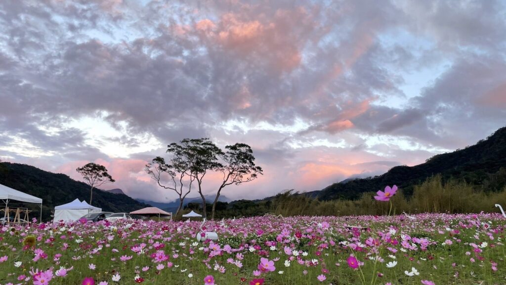 桃園花彩節2024石秀灣秘境遊湖賞花海-奇蹟綻放耀眼登場！