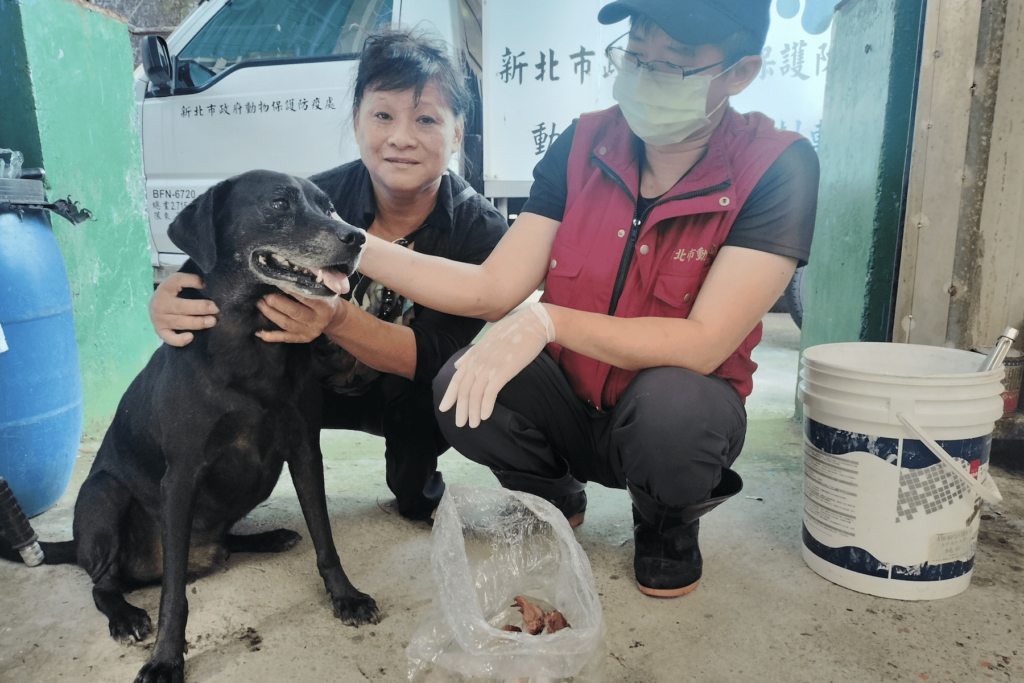 新北推「333」認養政策-愛心鄭媽媽料理鮮食-毛寶貝們盡情享受佳餚