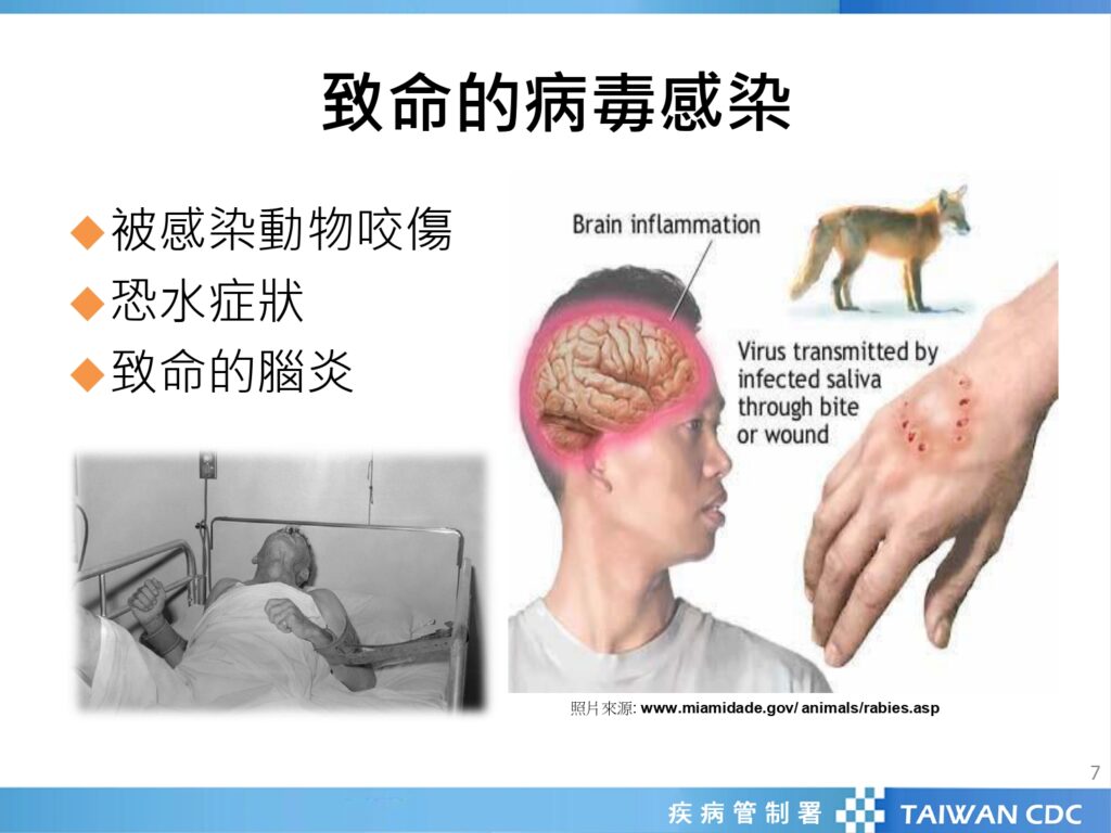 預防致命狂犬病-北榮桃園分院建議這樣做