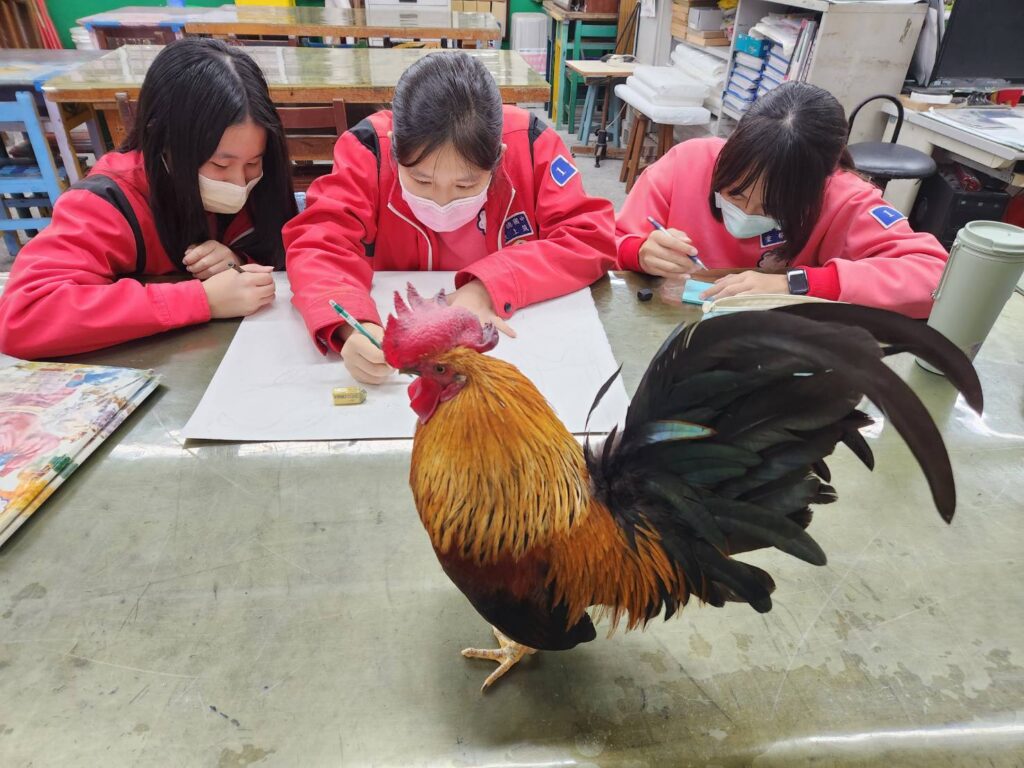 桃園八德國中校雞「副校長阿福」失蹤-師生尋雞2個多月未果