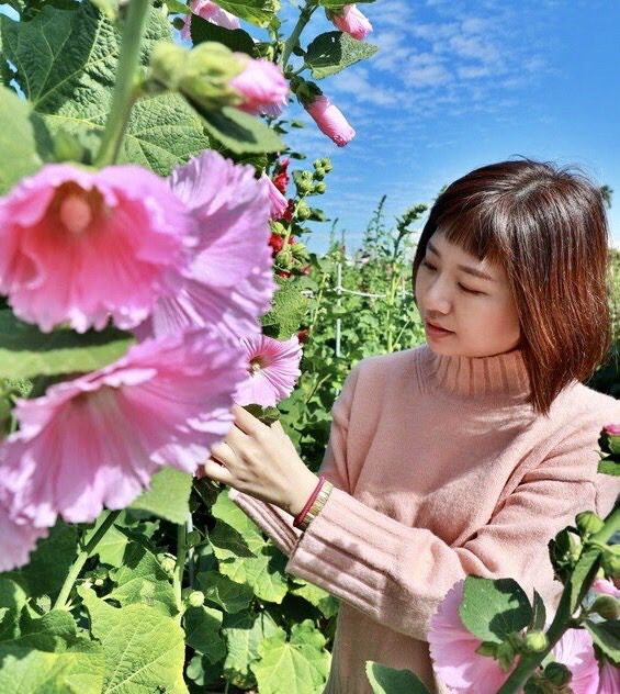 彰化田中窯萬棵蜀葵花迎春盛開-藝術與自然完美結合