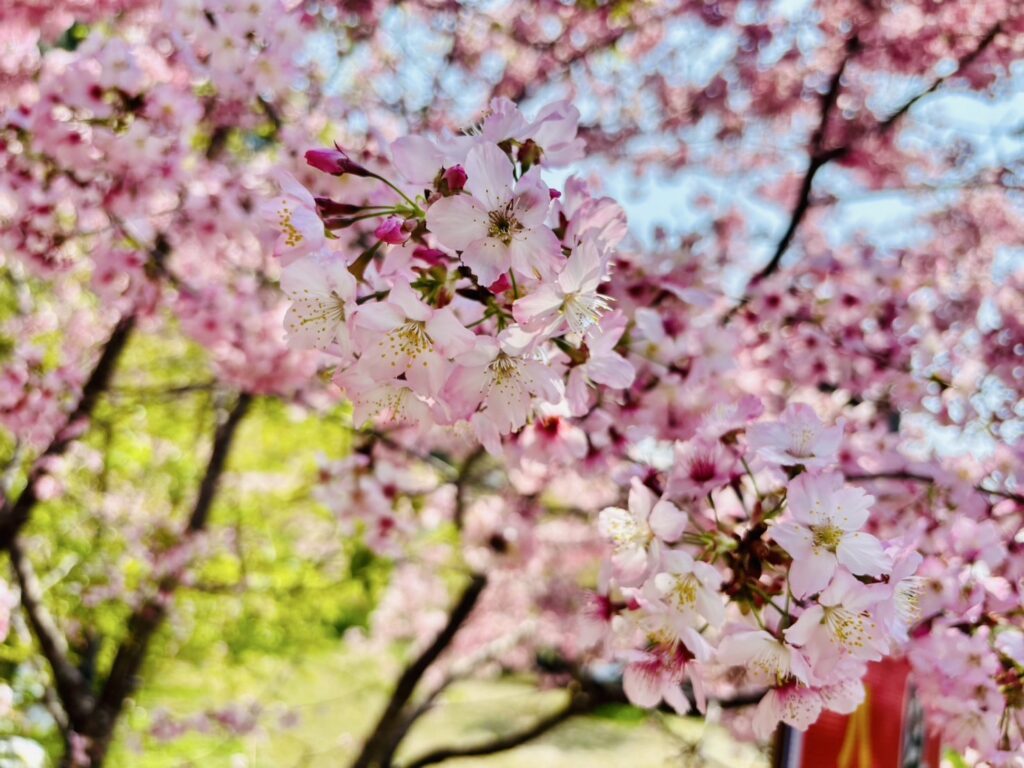 春季賞櫻攻略看這邊-桃園觀旅局公布北橫櫻花漫步地圖