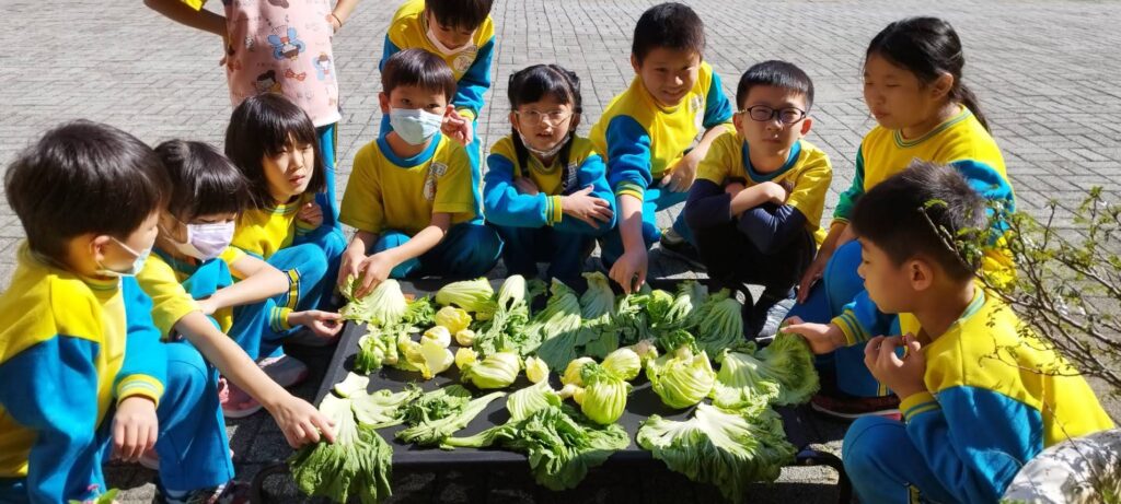傳承本土文化！龍岡國小學子親手作鹹菜-學習客家智慧
