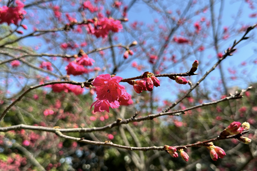 桃園賞櫻去-環保局精選3大公園-美景、空氣品質一次滿足