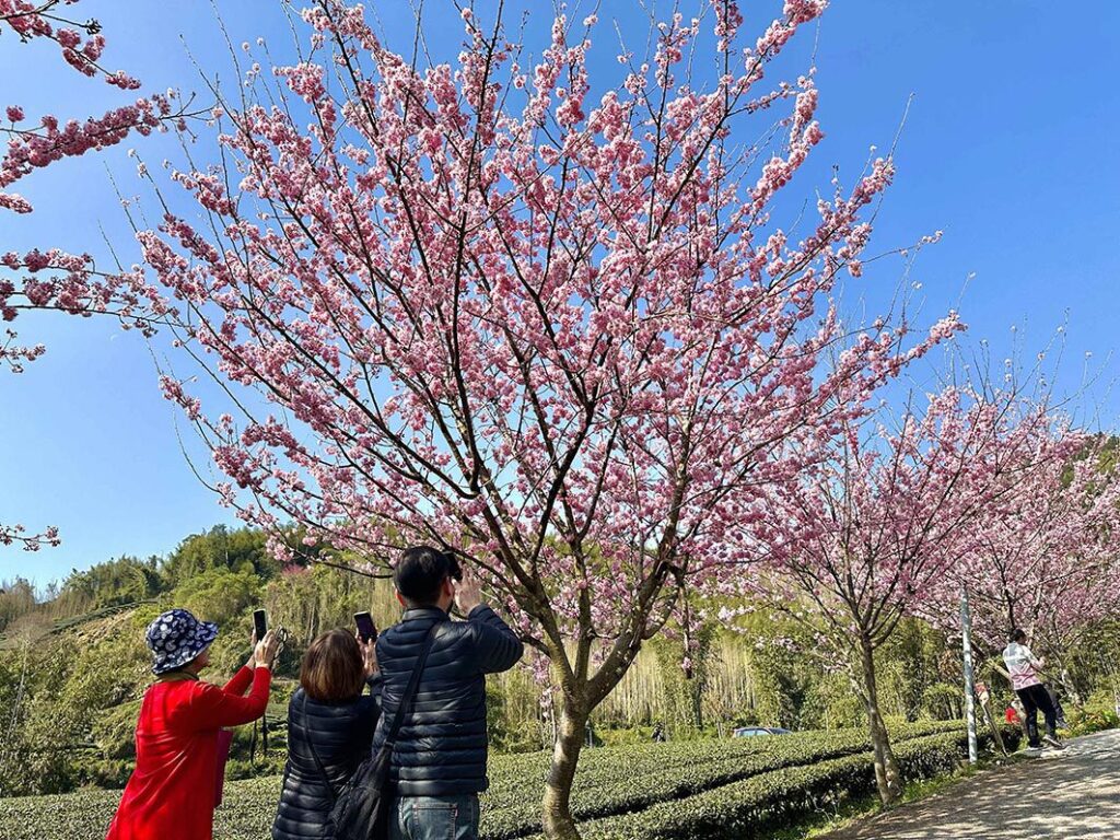阿里山賞櫻之旅　日夜美景體驗不同風貌