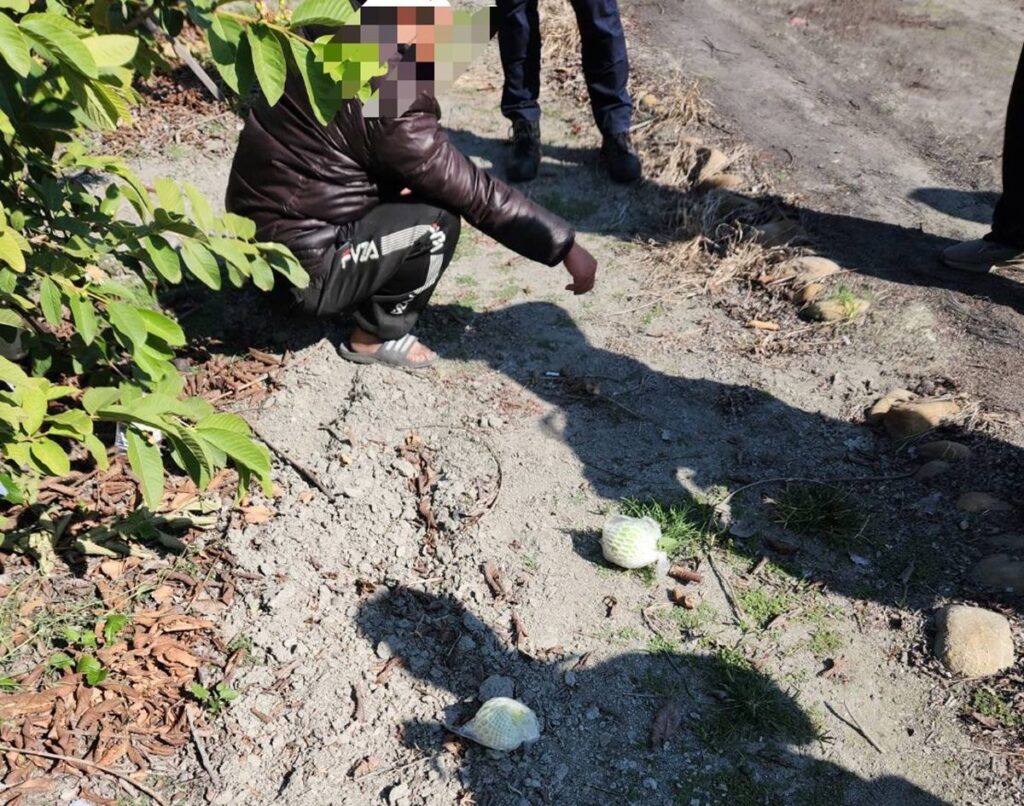 影音/社頭芭樂大盜栽了　正沉浸於「豐收」喜悅時-員警火速到場人贓俱獲