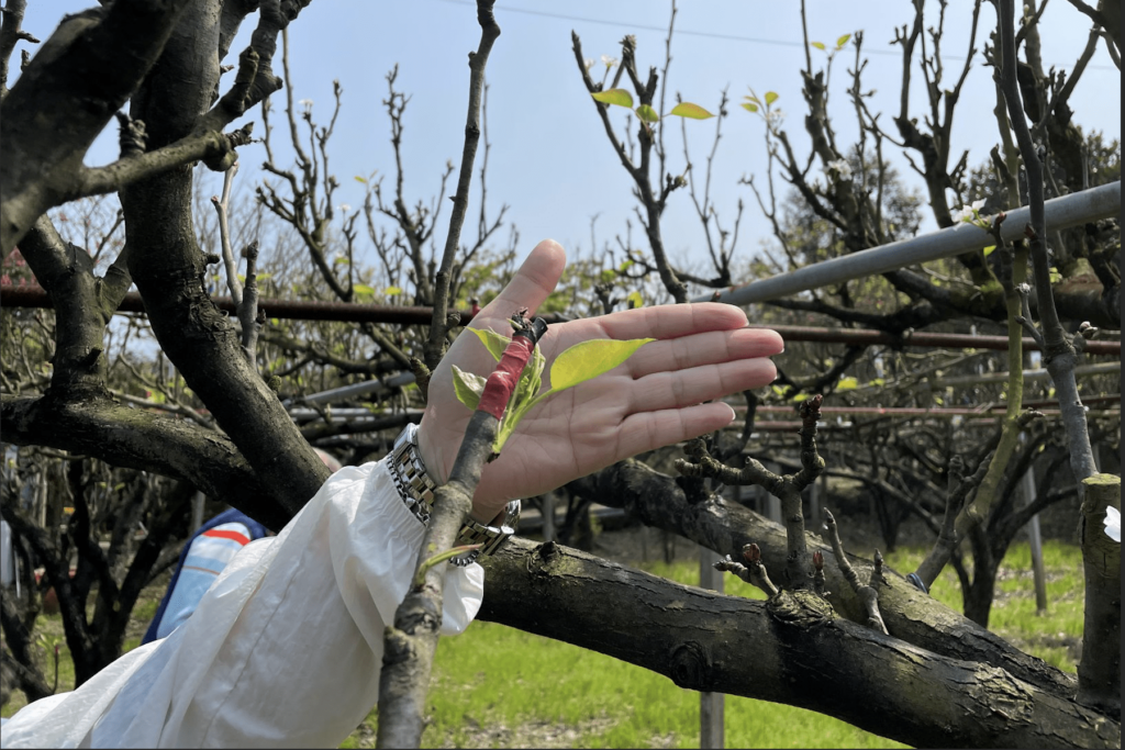 關鍵補助開跑-新北高接梨穗農損核定-4月2日前把握申請救助金