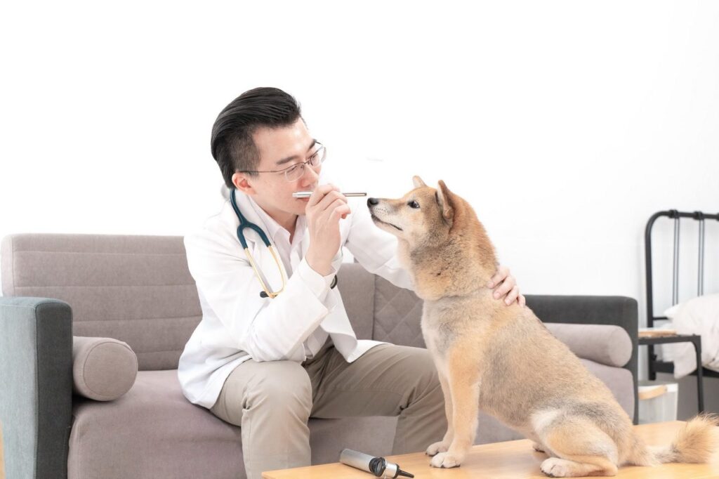 毛孩眼睛退化不可逆！獸醫師曝眼疾警訊與保養關鍵