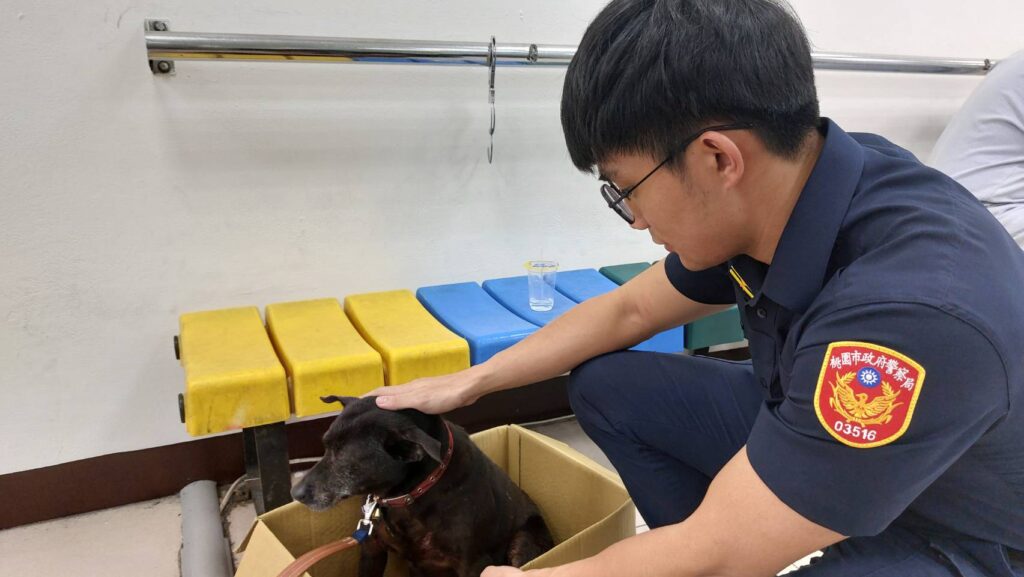 狗狗聽聞雷聲驚逃誤闖診所-桃警暖心安撫助尋回飼主