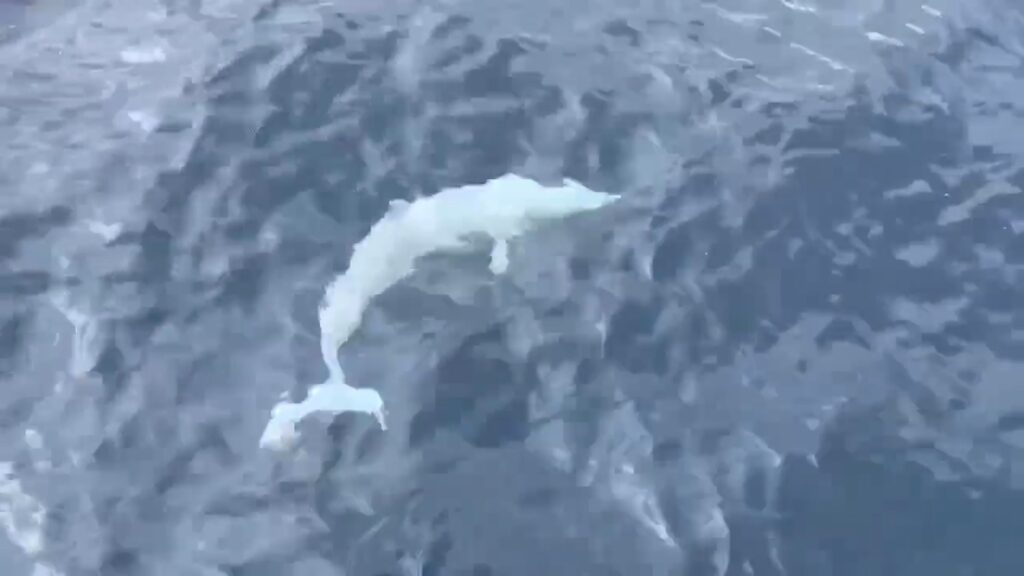 影音/白化飛旋海豚現身龜山島海域-遊客超驚喜