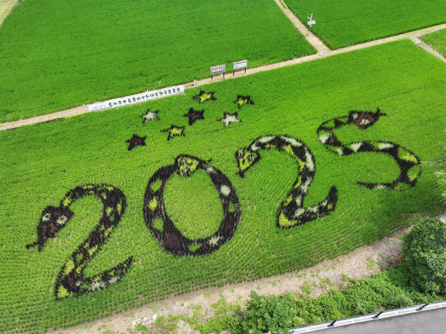 關渡彩繪稻田美翻！2025限定圖騰閃耀吸睛 - 台北郵報 | The Taipei Post