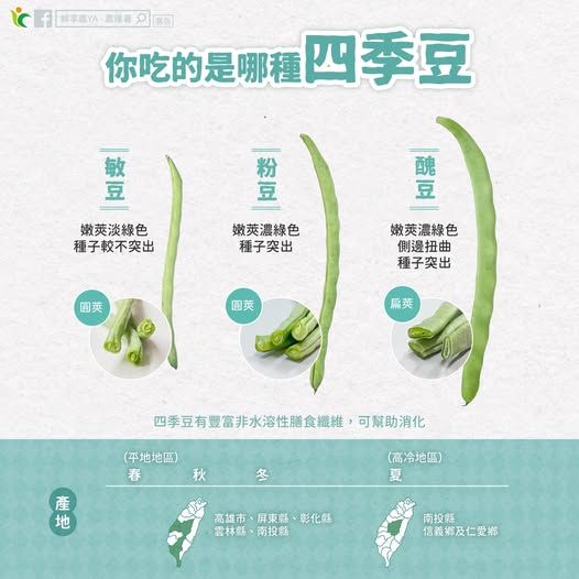 長的圓的都叫四季豆?農糧署解析菜豆家族差異 - 台北郵報 | The Taipei Post 長的圓的都叫四季豆?農糧署解析菜豆家族差異 - 台北郵報 | The Taipei Post