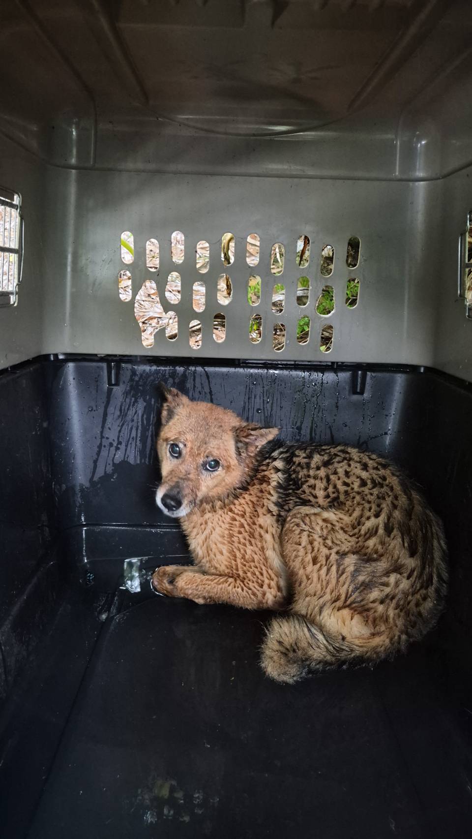 新北坪林獨居飼主離世遺留13隻愛犬 動保處介入安置並籲及早規劃寵物未來 - 台北郵報 | The Taipei Post 新北坪林獨居飼主離世遺留13隻愛犬 動保處介入安置並籲及早規劃寵物未來 - 台北郵報 | The Taipei Post