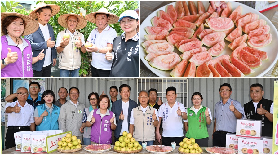 正宗吃軟不吃硬 員山紅心芭樂飄香上市 - 台北郵報 | The Taipei Post 正宗吃軟不吃硬 員山紅心芭樂飄香上市 - 台北郵報 | The Taipei Post