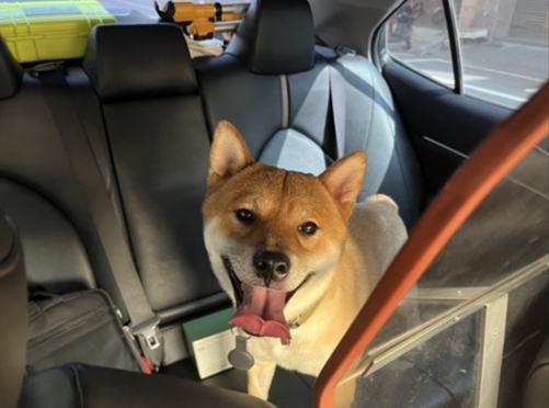 意外發現走失柴犬 警比對項圈順利聯繫飼主領回 - 台北郵報 | The Taipei Post 意外發現走失柴犬 警比對項圈順利聯繫飼主領回 - 台北郵報 | The Taipei Post